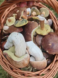 Korb voller Steinpilze u. Maronen; Foto Martin 8.10.26