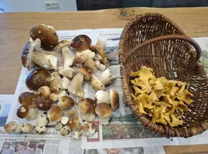 Beste Steinpilze, schöne Pfifferlinge; Foto Onno 29.10.25