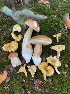 Steinpilze und Pfifferlinge; Foto Tobias 29.10.25