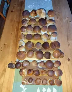 Michaels Steinpilzanteil; Foto Michael 30.10.25