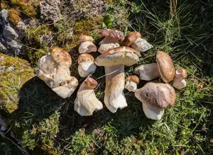Steinpilze; Foto Gunter 25.9.26