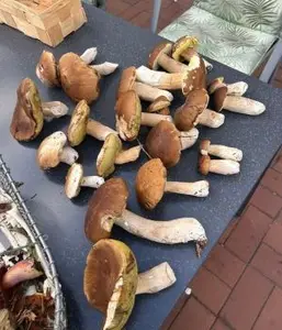 Steinpilzfund; Foto Klaus 19.9.26