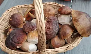 Korb mit schönsten dunkelhütigen Steinpilzen und einem Netzstieligen Hexenröhrling; Foto Helga 3.10.25
