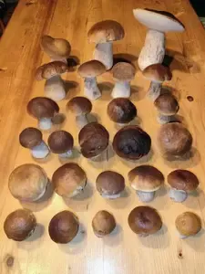 Steinpilzparade; Foto Michael 2.11.25