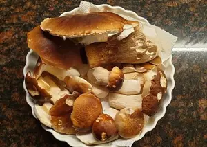 Steinpilze auf Teller; Foto Agnes 12.11.25