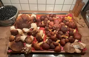 Toller herbstlicher Pilzfund mit Schlehen; Foto Chrischi 31.10.25