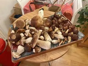 Steinpilze und Maronen haufenweise; Foto Chrischi 7.11.25