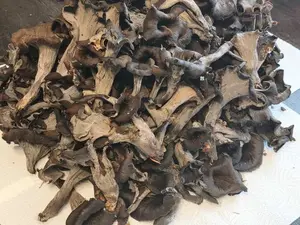 Totentrompeten; Foto Jürgen 7.11.25