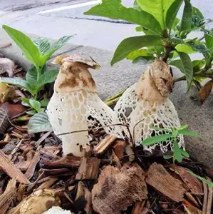 Tropische Schleierdame; Foto Wendelin Anfang 2026