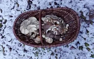 Voller Austernpilzkorb; Foto Oliver 31.1.26