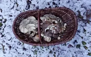 Voller Austernpilzkorb; Foto Oliver 31.1.26