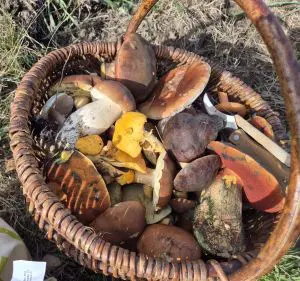 Voller bunter Herbstpilzkorb; Foto Jörn 16.10.26