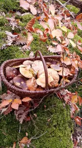 Schöner herbstlicher Korb; Foto Oliver 31.10.25 