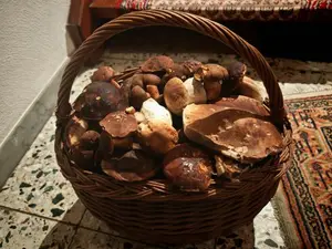 Korb voller Flockenstieliger Hexenröhrlinge; Foto Martin 30.10.25