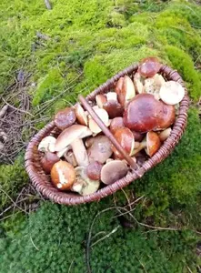 Voller schwerer Korb; Foto Oliver 10.11.25