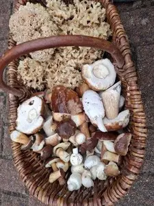 Herrlicher Pilzkorb mit Krausen Glucken und Röhrlingen; Foto Onno 24.10.26