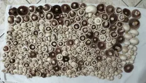 Mosaik von Wiesenchampignons; Foto Michael 14.10.26