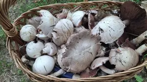 Korb voller Wiesenchampignons; Foto Petra 13.10.26