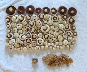 Wiesenchampignons, Lilastielige Rötelritterlinge, Nelkenschwindlinge; Foto Michael 31.10.26