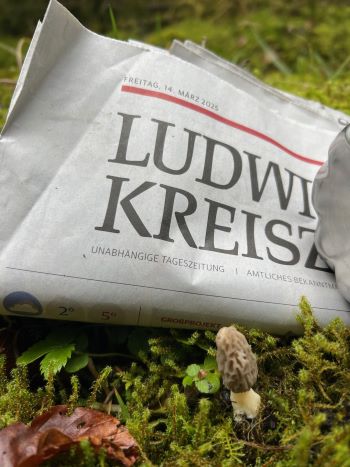 Die erste Spitzmorchel 2025; Foto Heiko 14.3.25
