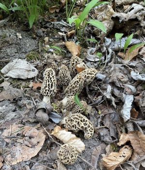 10 Speisemorcheln; Foto Christian 18.4.25 10 Speisemorcheln; Foto Christian 18.4.25