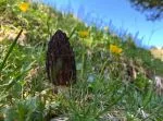 Spitzmorchel im Kanton Schwyz; Foto Stefan 9.5.25