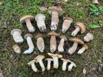 14 Sommersteinpilze, sechs Blasse Pfifferlinge; Foto Luca 15.6.25