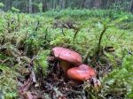 Zwei Milchbrätlinge; Foto Heiko 8.7.25