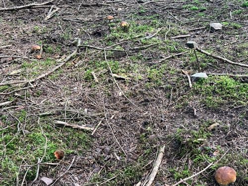 Fünf junge Steinpilze; Foto Martin 9.8.25