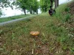 Total vermadeter Sommersteinpilz; Foto Heidrun 27.5.25