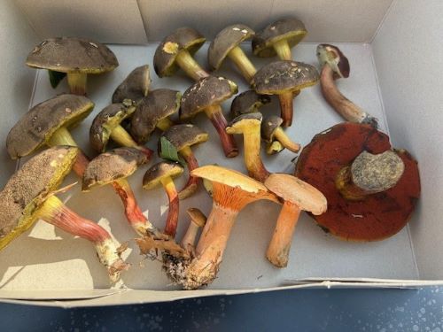 Fund von Klaus mit Steinpilz, Flocki, Marone und zwei Fichtenreizkern; Foto Klaus 5.8.25