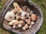 Korb mit Sommersteinpilzen und Parasolen; Foto Zlatka 14.6.25