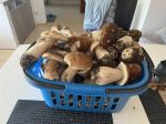 Korb voller überraschend gefundener Steinpilze; Foto Thomas 9.8.25