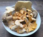 Sommersteinpilz- und Pfifferlingsfund; Foto Philipp 15.6.25
