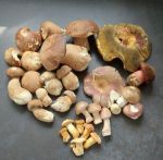 Fund mit schönen Sommersteinpilzen; Foto Martin 15.6.25