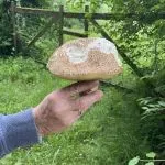 Hand mit Ehering und Sommersteinpilz; Foto Reinhold 23.5.25