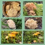 Collage mit herrlichen Krausen Glucken und Pfifferlingen; 6 Fotos Armin 29.8.25