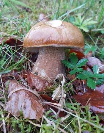 Sommersteinpilz mit filigraner Netzzeichnung; Foto Martin 7.6.25