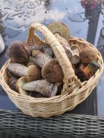 Knackige junge Birkenpilze im Korb; Foto Barbara 6.8.25