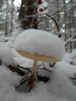 Fliegenpilz Schnee Ernst 28.10.2012
