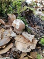 Sommersteinpilz im Bodenseekreis; Foto Fritz 13.6.25