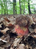 Früher Flockenstieliger Hexenröhrling; Foto Heiko 8.5.25