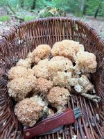 Korb mit herrlichen Krausen Glucken; Foto Heiko 23.8.25