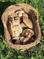 Korb mit vielen Sommersteinpilzen und Fichtensteinpilzen; Foto Tobias 8.8.25