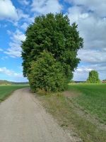 Pappeln; Foto Heidrun 17.5.25