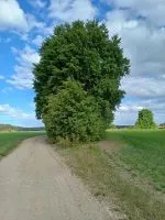 Pappeln; Foto Heidrun 17.5.25