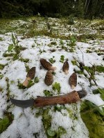 Spitzmorcheln im Schnee; Foto Heiko 18.4.24