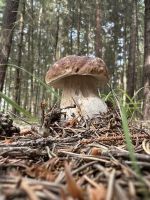 Fichtensteinpilz; Foto Toni 9.8.25