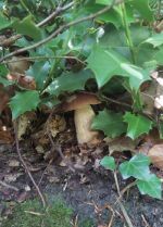 Sommersteinpilz unterm Ilex aquifolium; Foto Martin 19.6.25