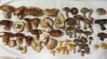Toller Fund; Foto Michael 23.6.25